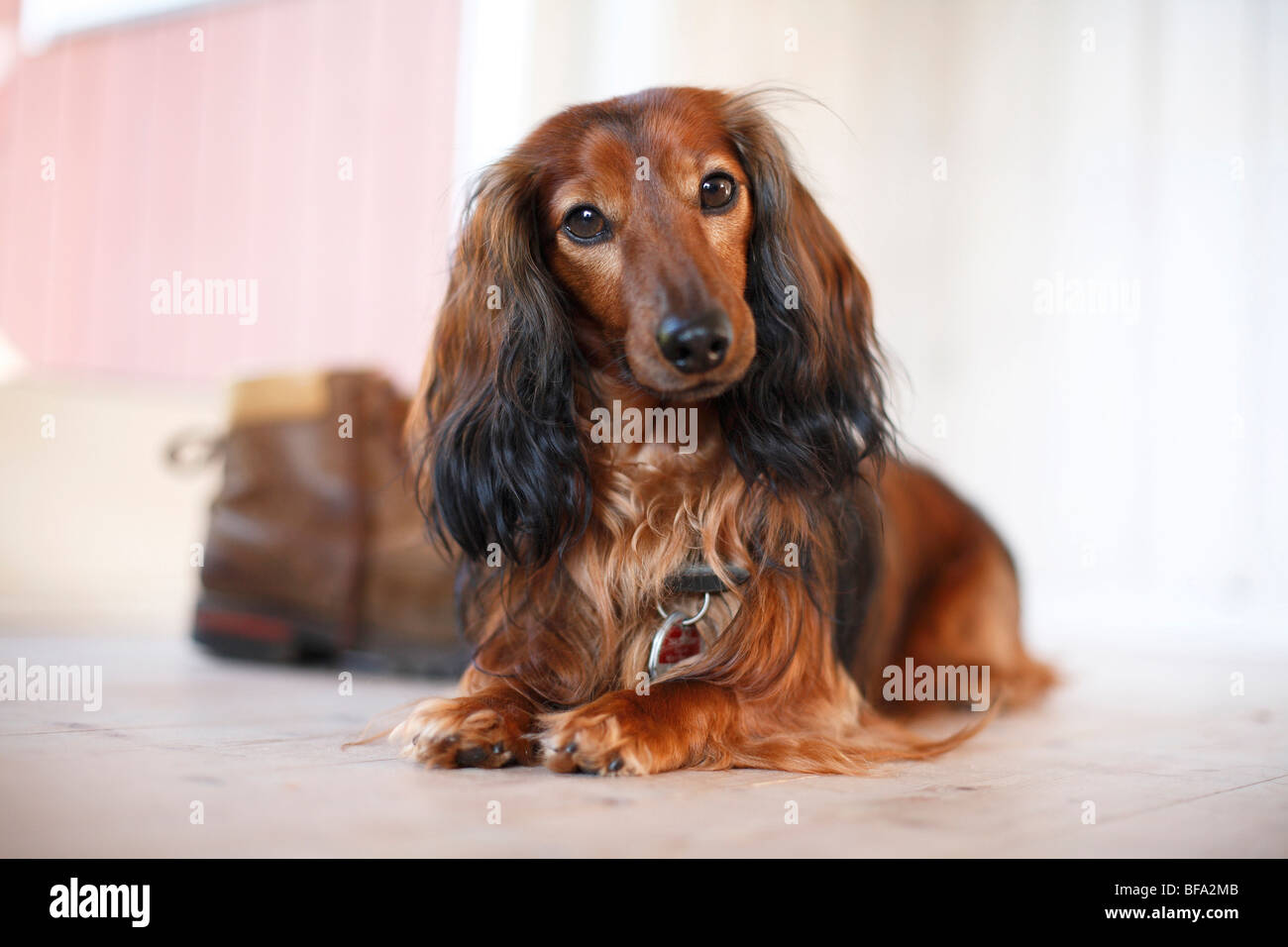 Longhaired Dachshund, Longhaired sausage dog, domestic dog (Canis — free download