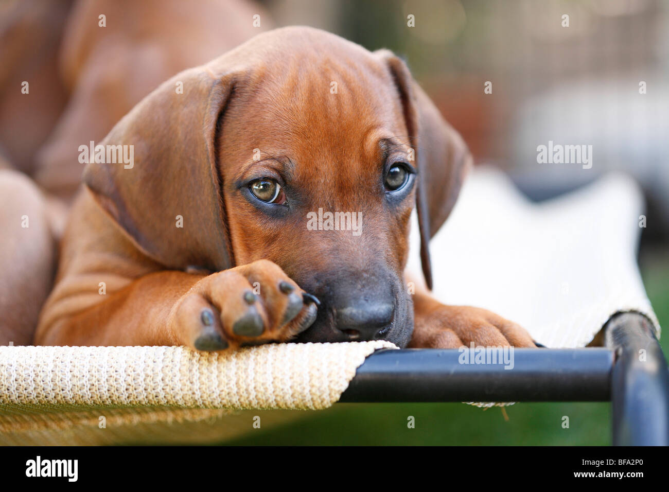 Rhodesian ridgeback face hi-res stock photography and images - Alamy