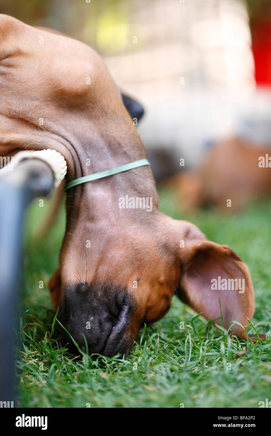 Rhodesian Ridgeback (Canis lupus f. familiaris), eight weeks old puppy