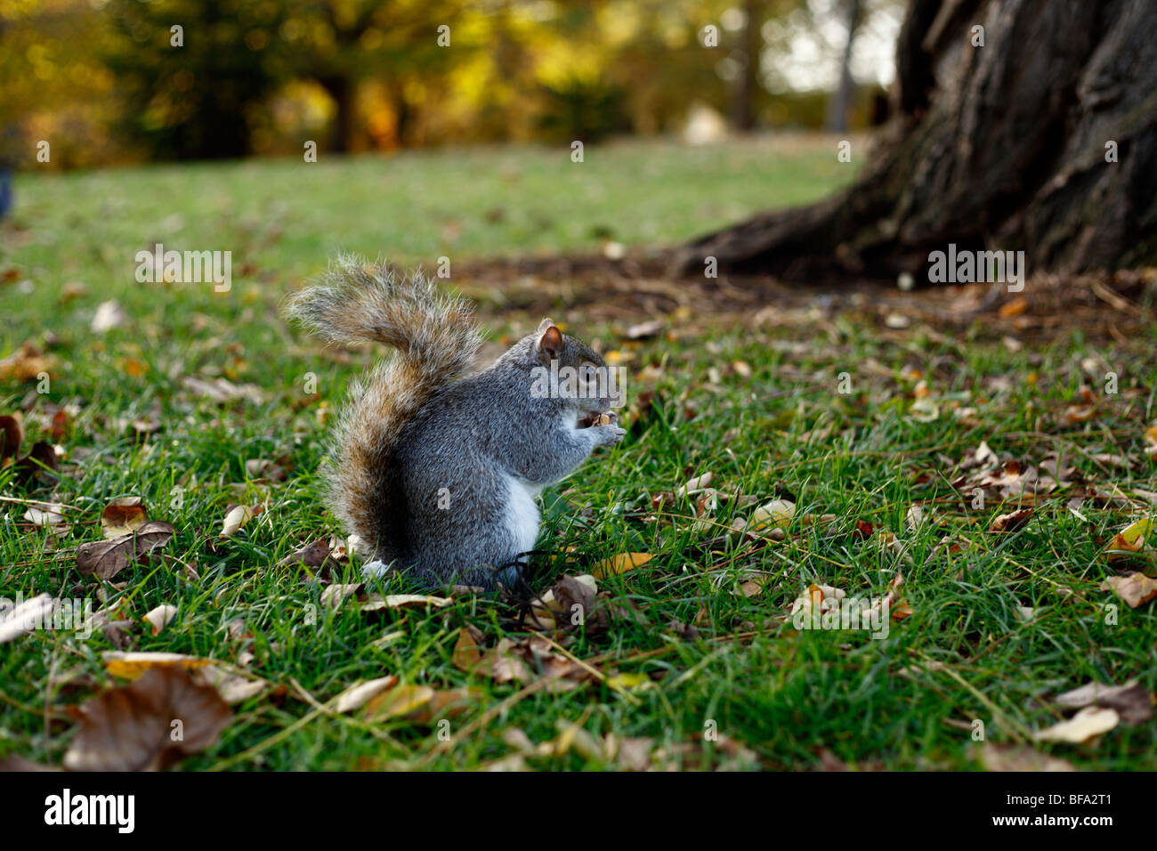 squirrel in hyde park london uk Stock Photo Alamy