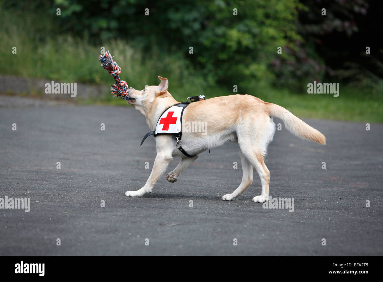 Labrador Retriever (Canis lupus f. familiaris), playing with a cord while being trained as a rescue dog Stock Photo