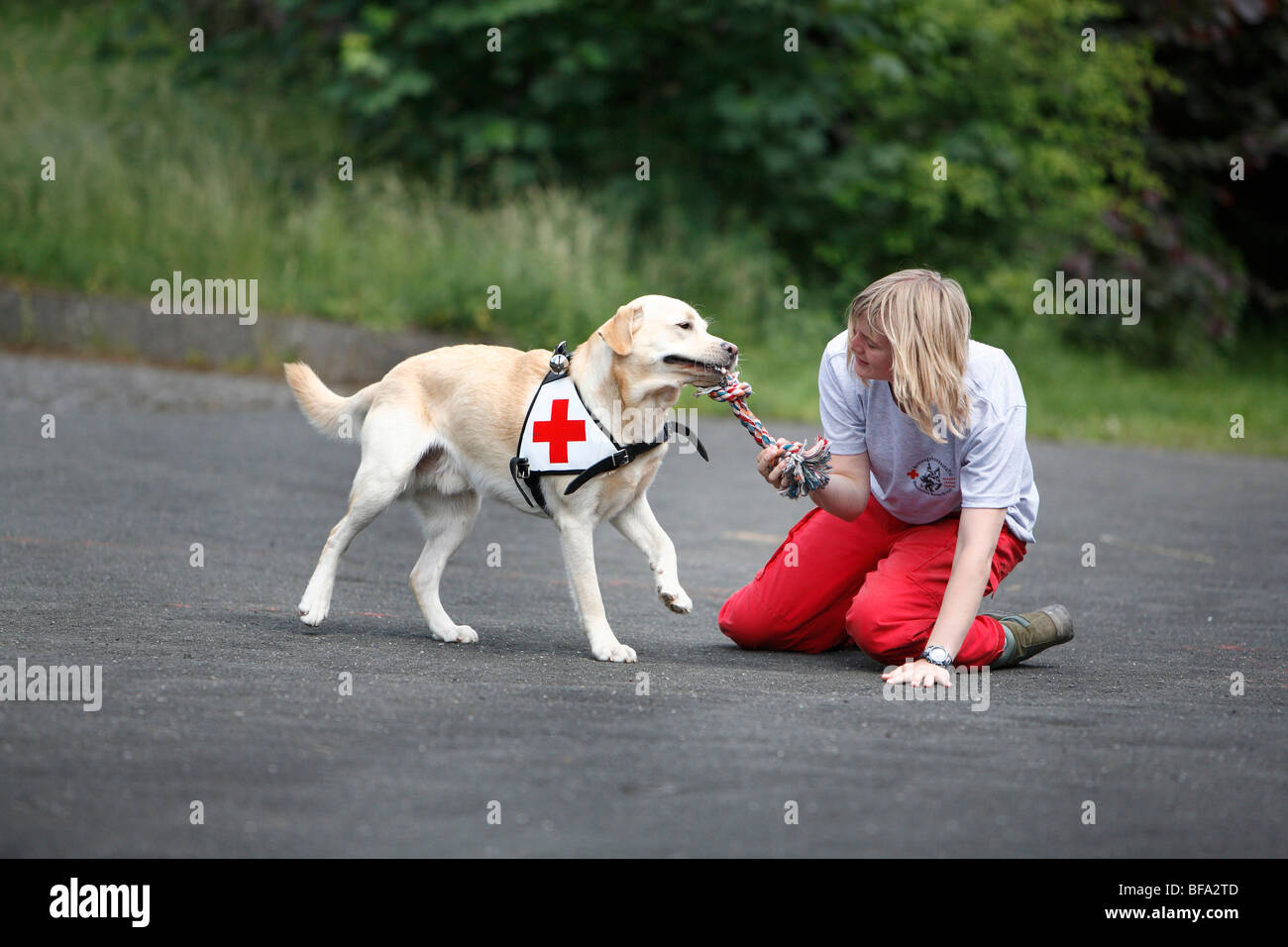 Labrador Retriever (Canis lupus f. familiaris), playing with a cord while being trained by a young woman as a rescue dog Stock Photo