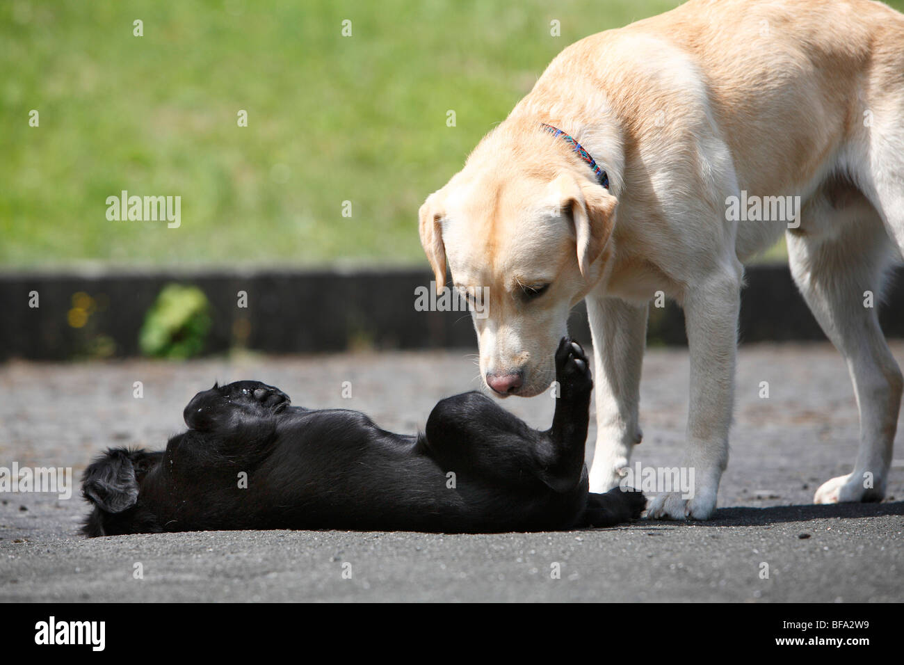 Flat Coated Retriever (Canis lupus f. familiaris), puppy is nosing by a labrador, Germany Stock Photo