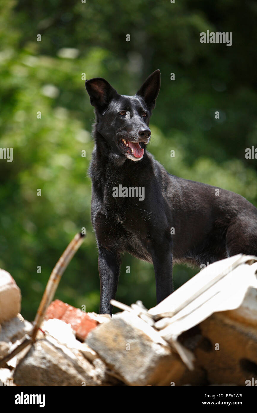 mixed breed dog (Canis lupus f. familiaris), one animal from a rescue dog unit searching for missed persons on a heap of constr Stock Photo