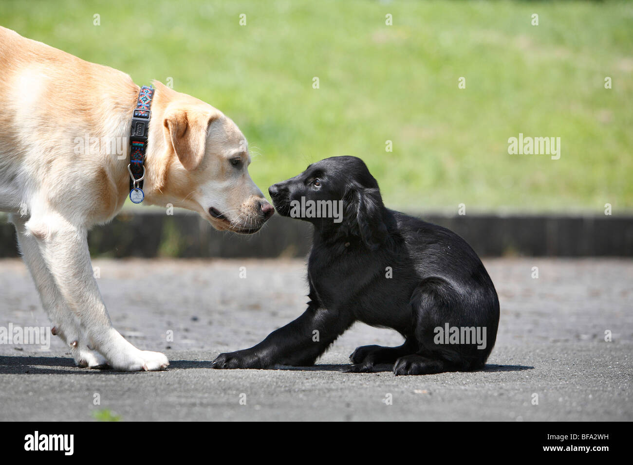 Flat Coated Retriever (Canis lupus f. familiaris), puppy is nosing by a labrador, Germany Stock Photo
