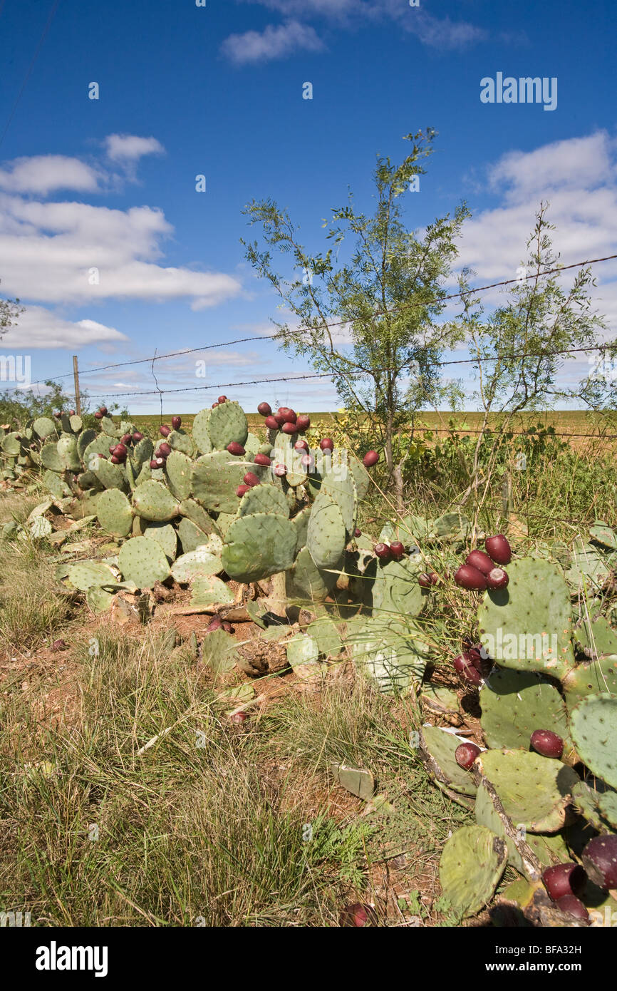 Tasajillo cactus in america hires stock photography and images Alamy