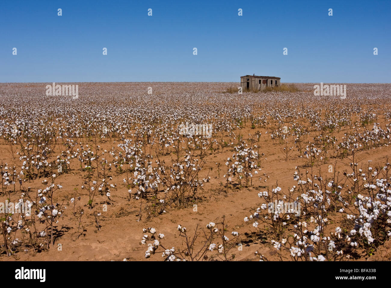 An abandoned, weathered house sits in a cotton field which awaits harvest in Lamesa, in the Texas Panhandle, U.S.A. Stock Photo
