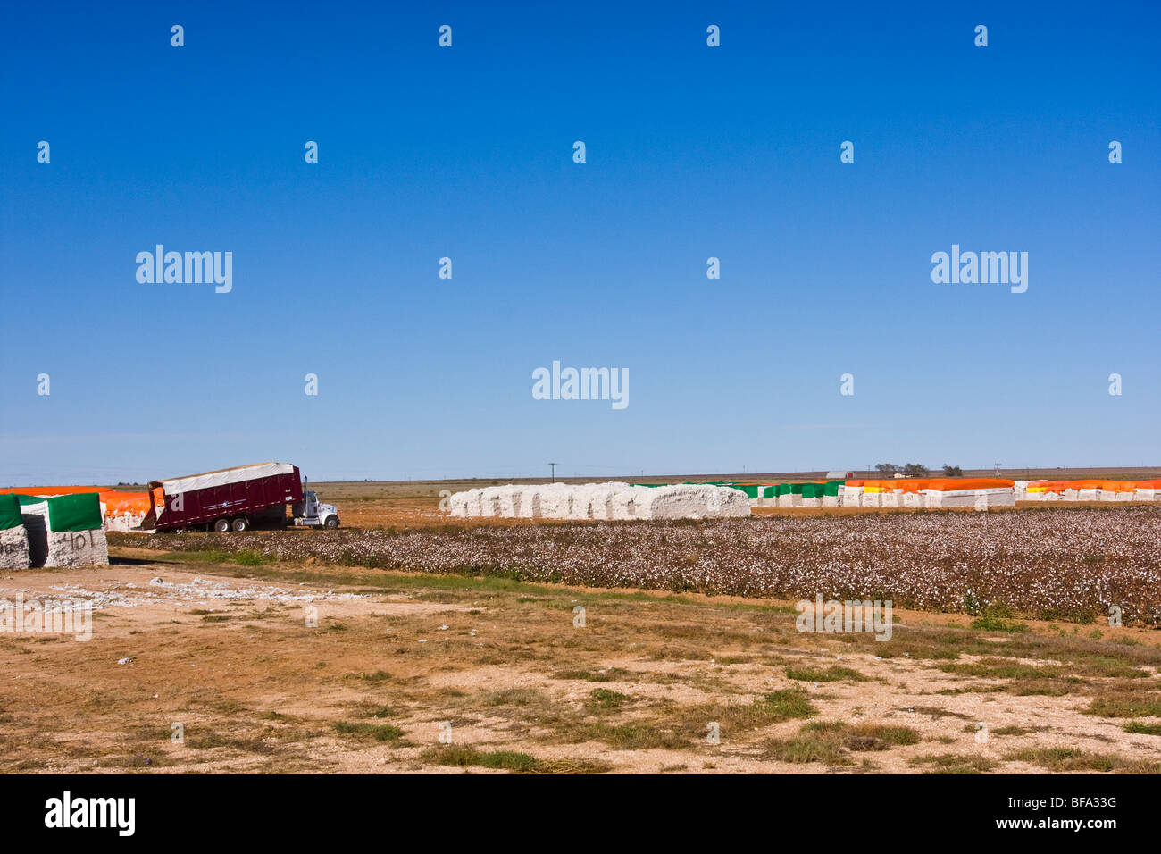 Cotton module is moved with a maroon colored module truck to the processing area at a cotton gin in Lamesa, Texas,U.S.A. Stock Photo