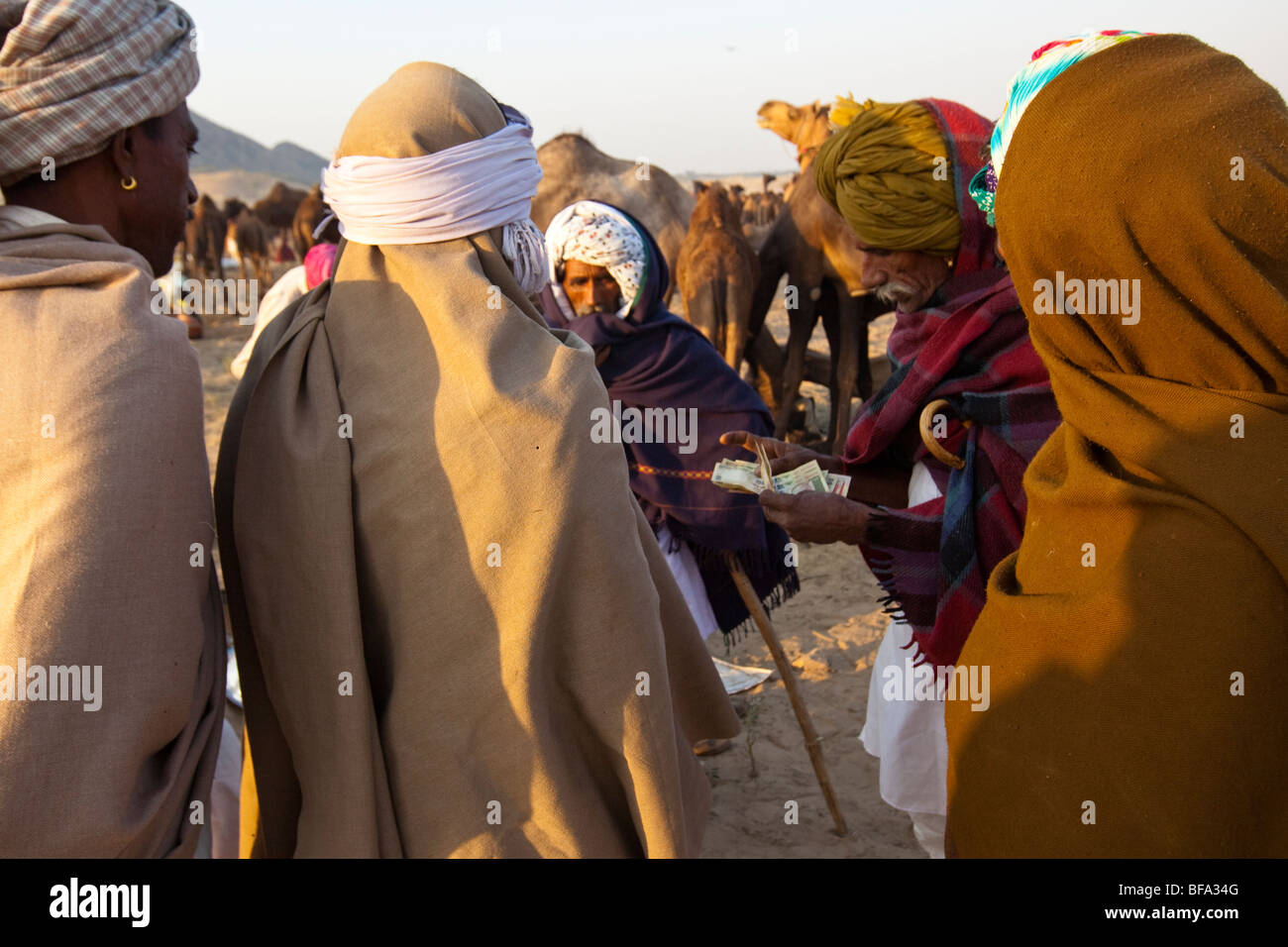 Camel Trading at the Camel Fair in Pushkar India Stock Photo