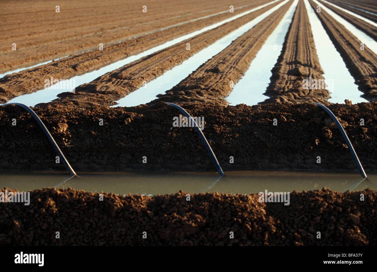 Irrigating Crops Using Rivers Irrigating soil for a Vegetable Crop Riverina New South Wales Australia ...