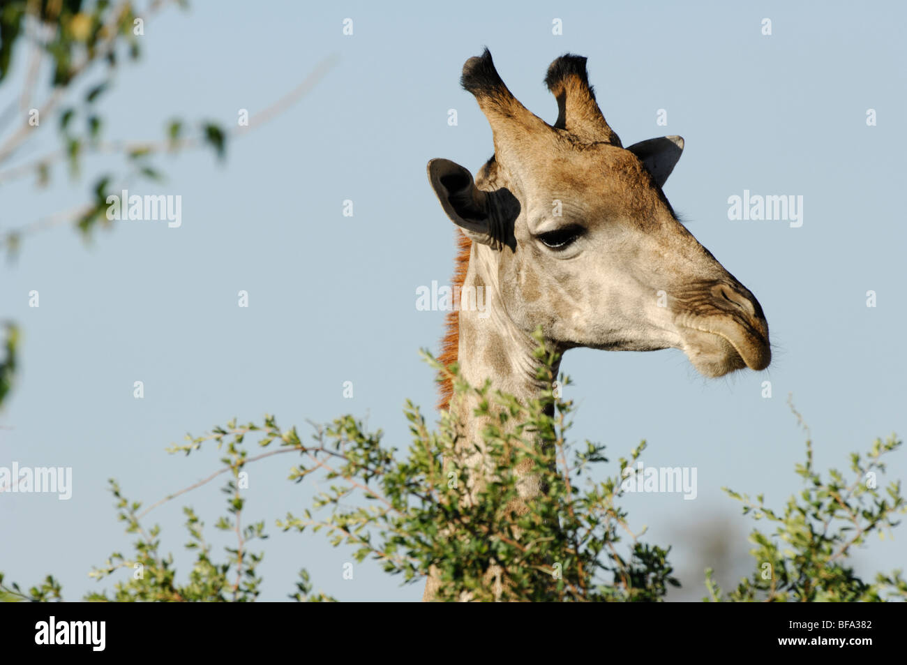 Stock photo of a giraffe peering over the top of an acacia tree, Okavango Delta, Botswana. Stock Photo