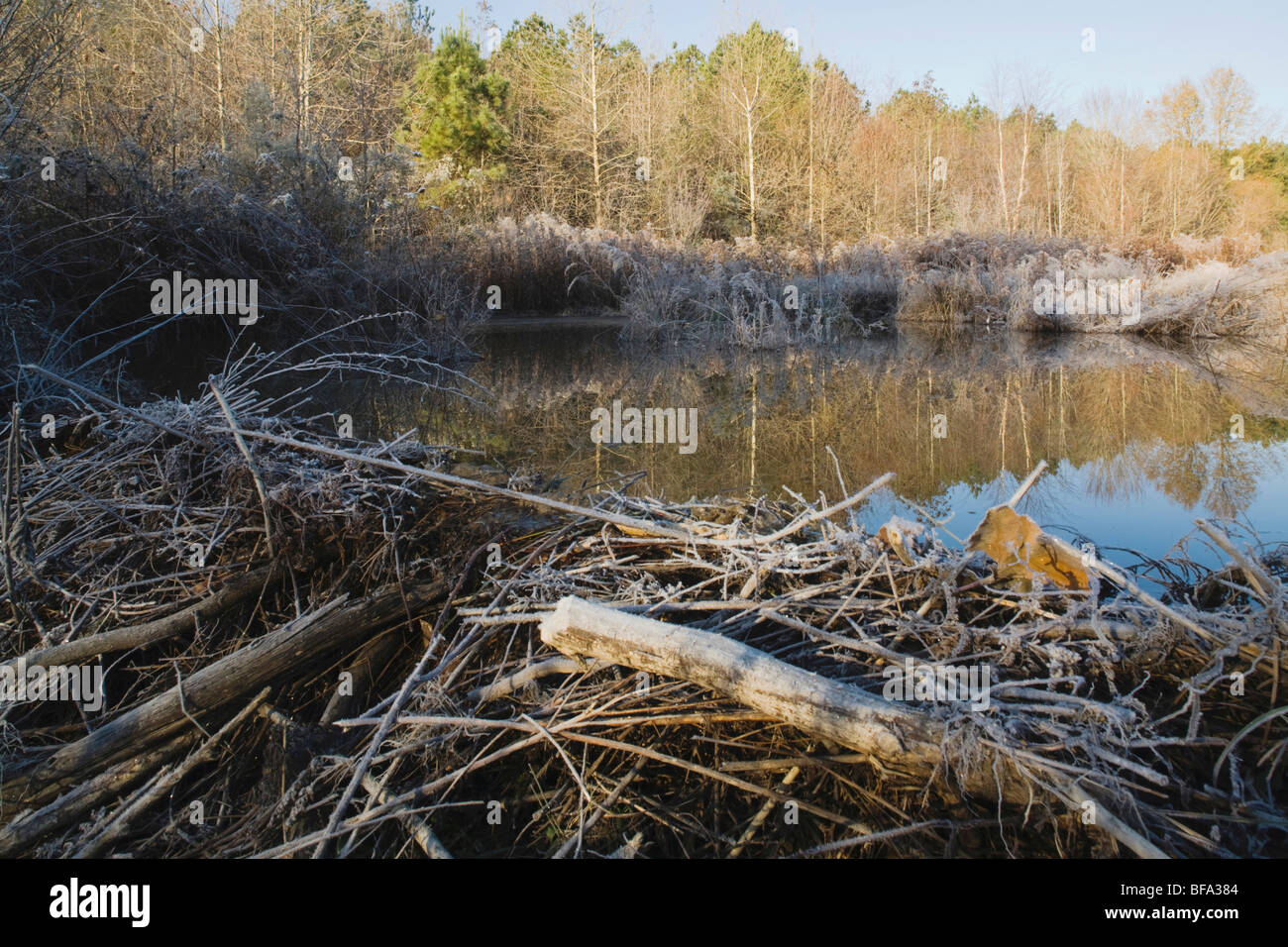 American Beaver (Castor canadensis), Frost covered beaver dam, Lillington, North Carolina, USA Stock Photo