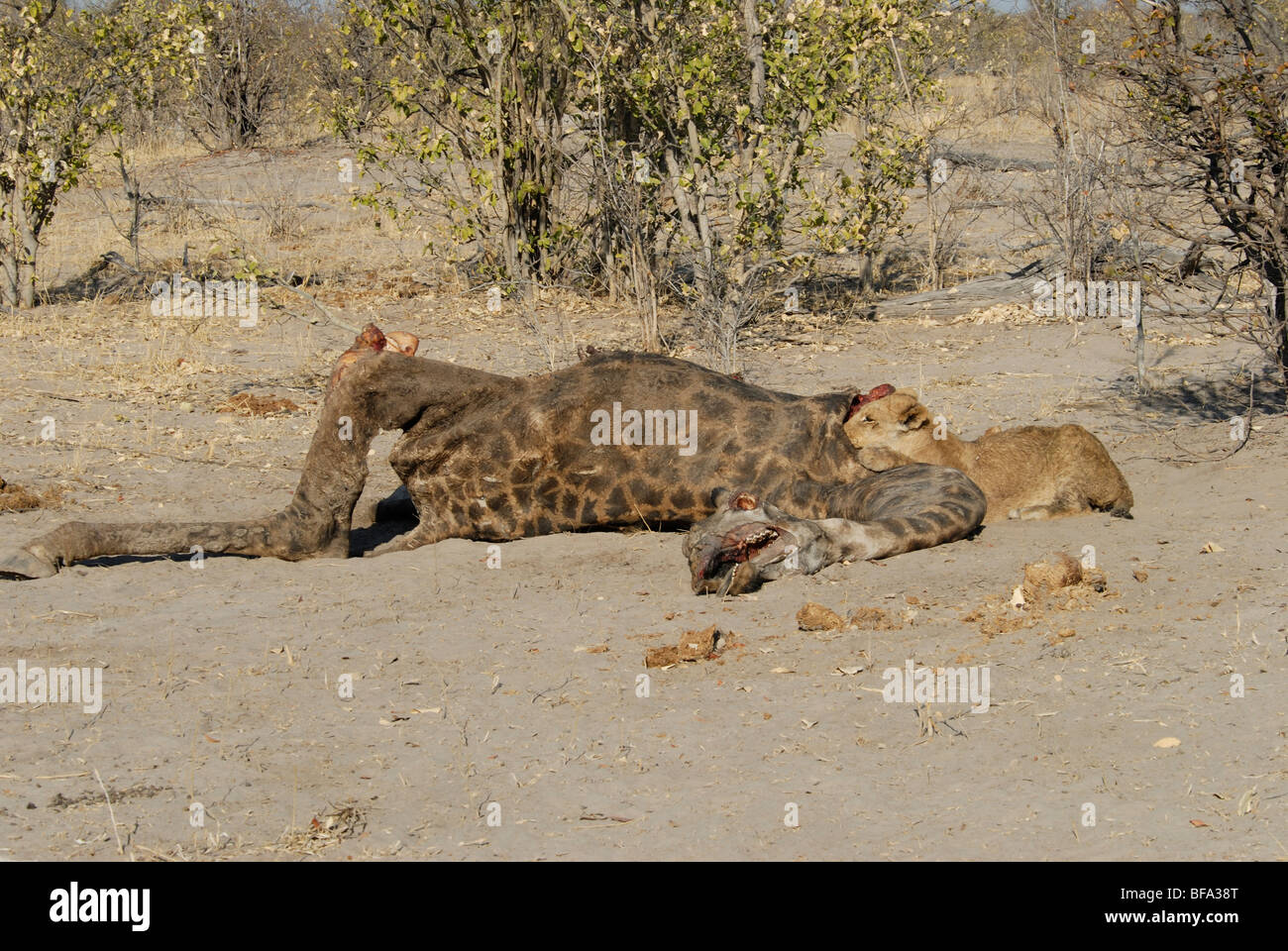 Stock photo of a young lion feeding on a giraffe carcass. Stock Photo