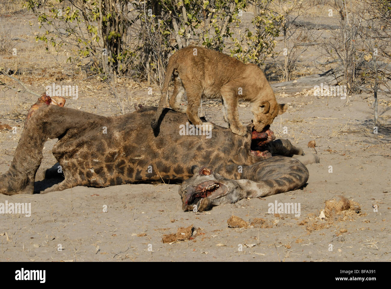 Stock photo of a young lion feeding on a giraffe carcass. Stock Photo