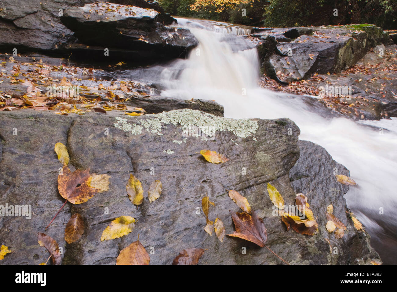 Fall leaves on rock and stream, Raven Rock State Park, Lillington, North Carolina, USA Stock Photo