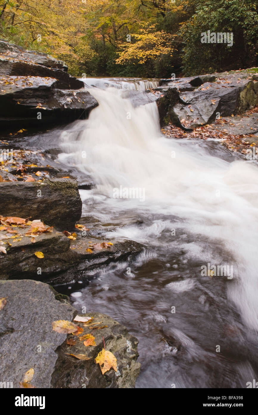 Fall leaves on rock and stream, Raven Rock State Park, Lillington