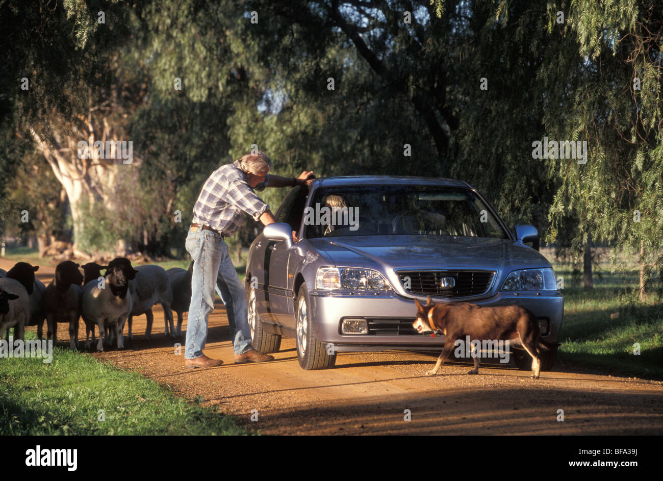 Friends greeting each other Dorper Sheep Stud Northam Western Australia Australia Stock Photo