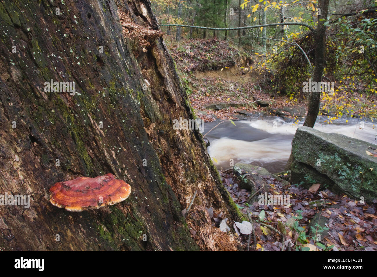 MustardYellow Polypore (Phellinus gilvus) on dead tree, Rolesville