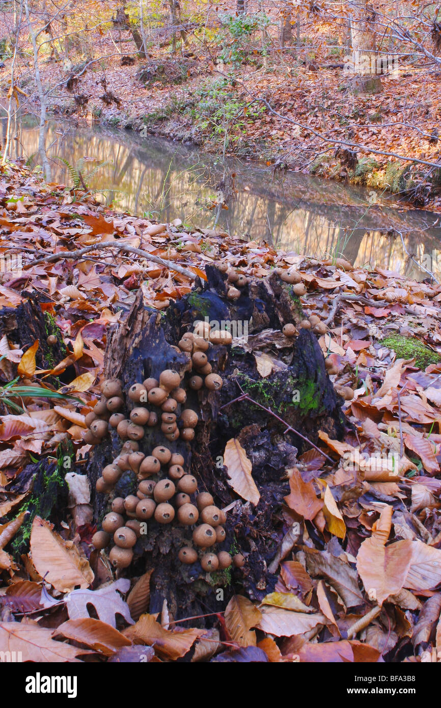 Puffball (Lycoperdaceae), Raven Rock State Park, North Carolina, USA Stock Photo