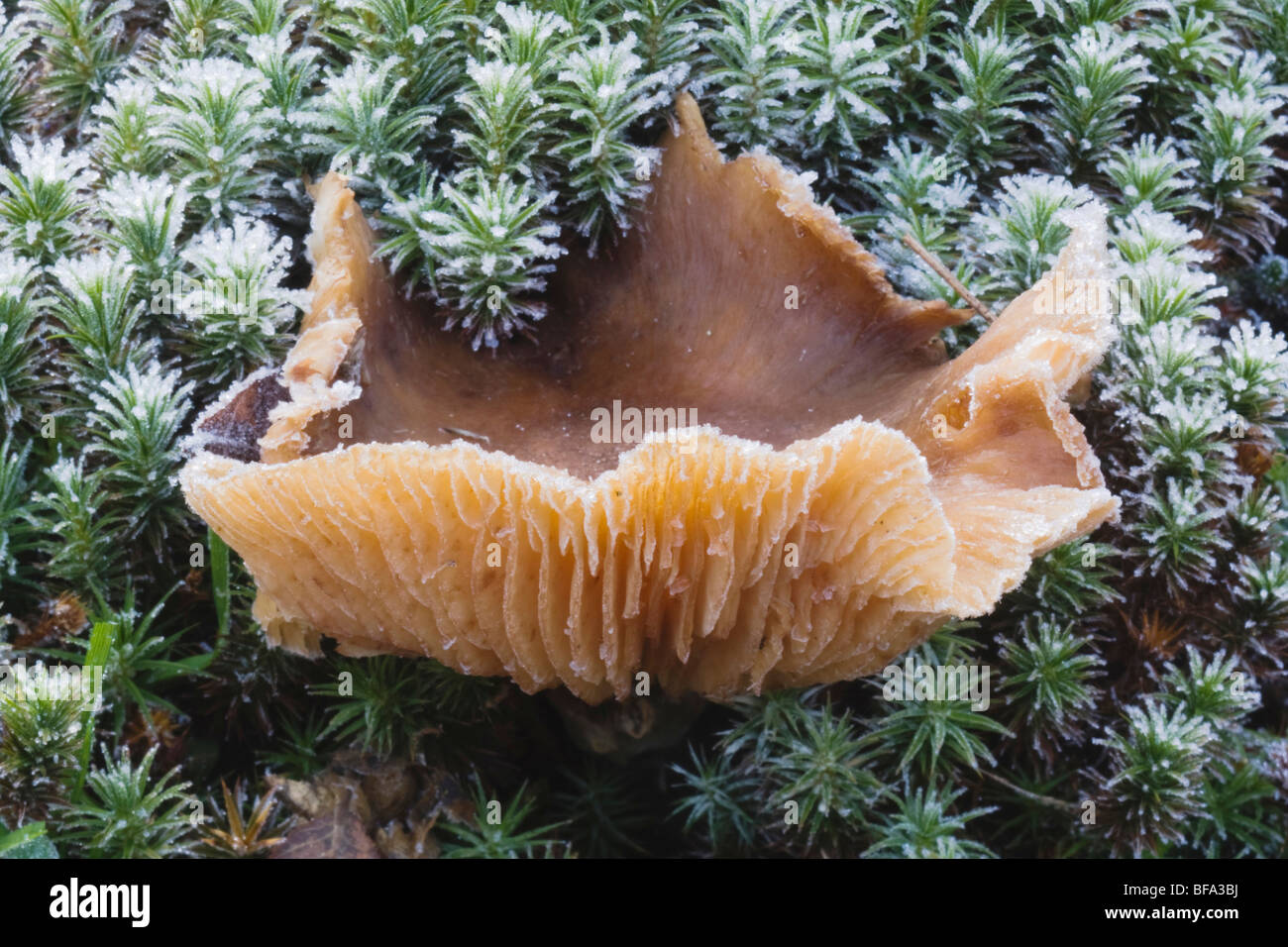Polypore Mushroom on Shining clubmoss (Lycopodium lucidulum), Rolesville Millpond Natural Area, Rolesville, North Carolina, USA Stock Photo