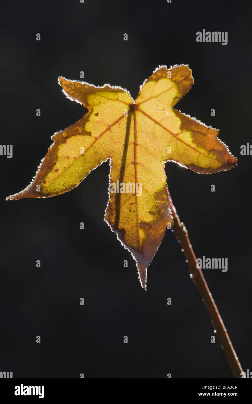 American Sweetgum (Liquidambar styraciflua), leaf frost covered, Lillington, North Carolina, USA Stock Photo