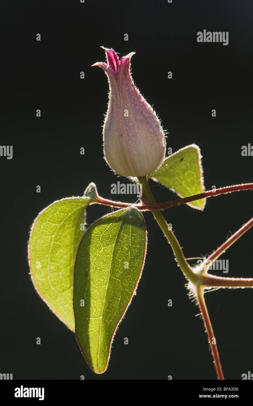 Clematis Vine (Clematis sp.), blooming, Angier, North Carolina, USA Stock Photo