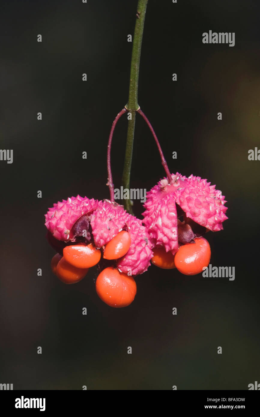Strawberry-bush (Euonymus americanus), seed pod, Raven Rock State Park, Lillington, North Carolina, USA Stock Photo