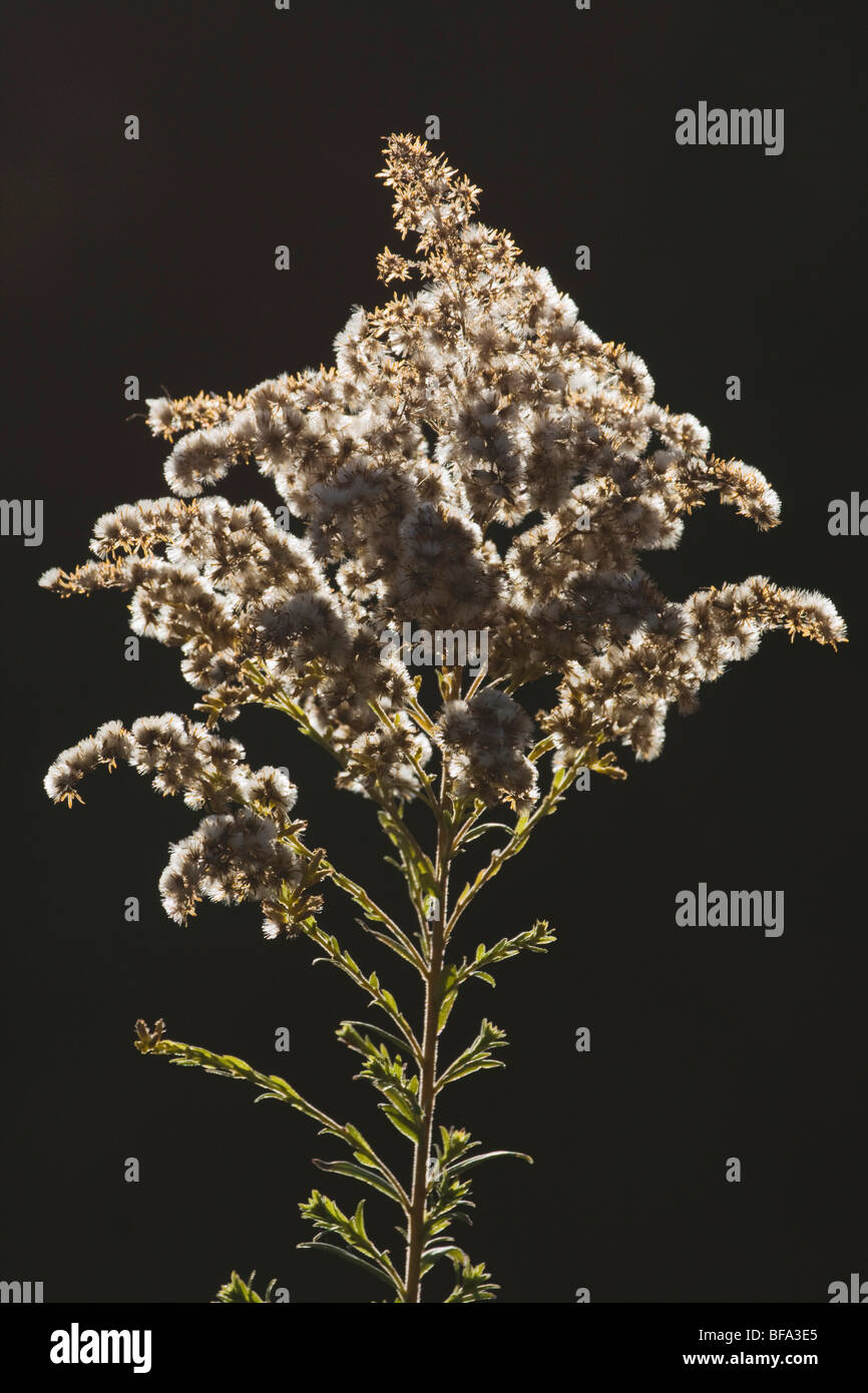 Tall Goldenrod (Solidago altissima), seed stand, North Carolina, USA Stock Photo