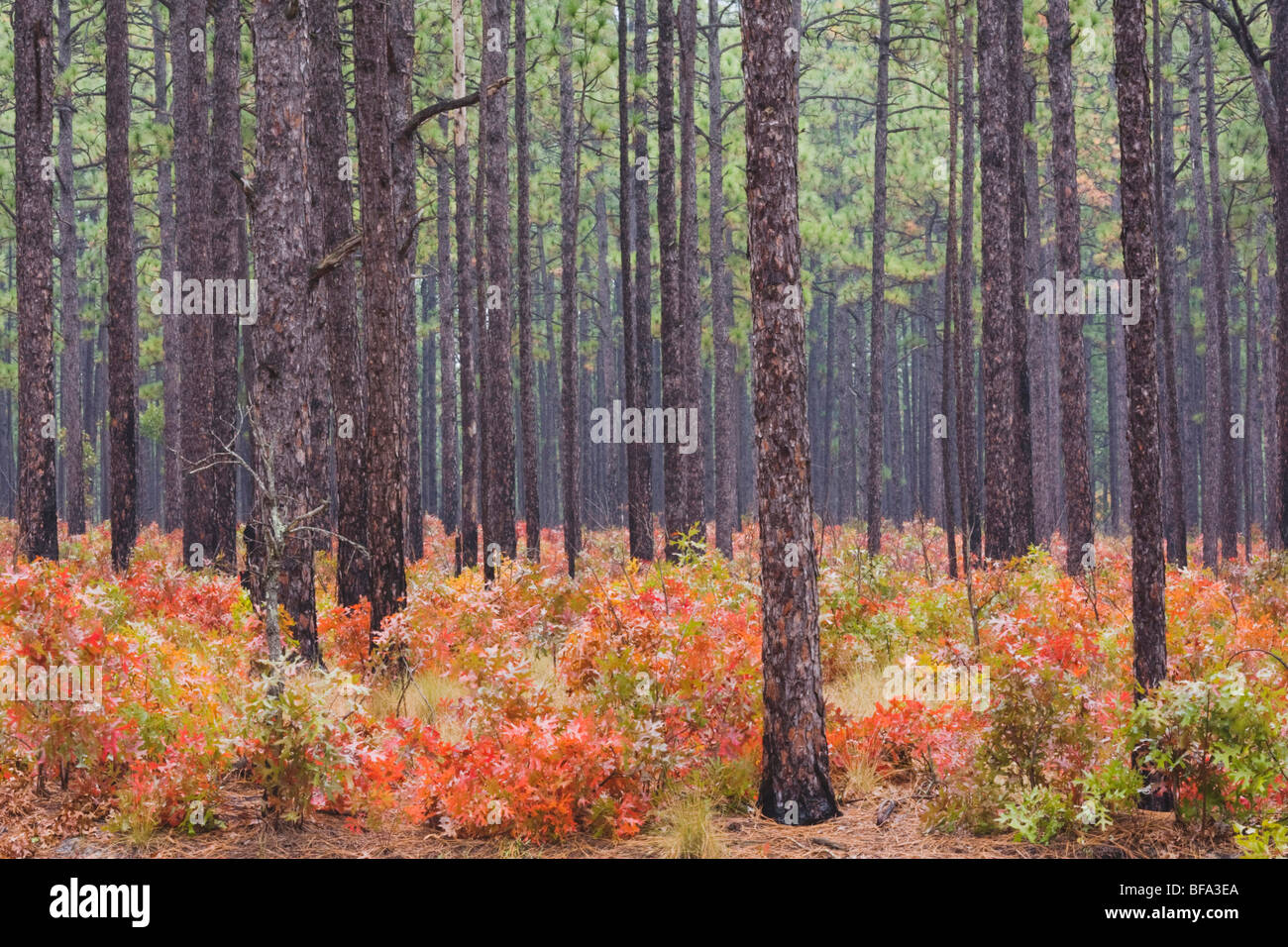 Scarlet Oak and Longleaf Pine, fall colors, Weymouth Woods Sandhills Nature Preserve, Southern Pines, North Carolina, USA Stock Photo