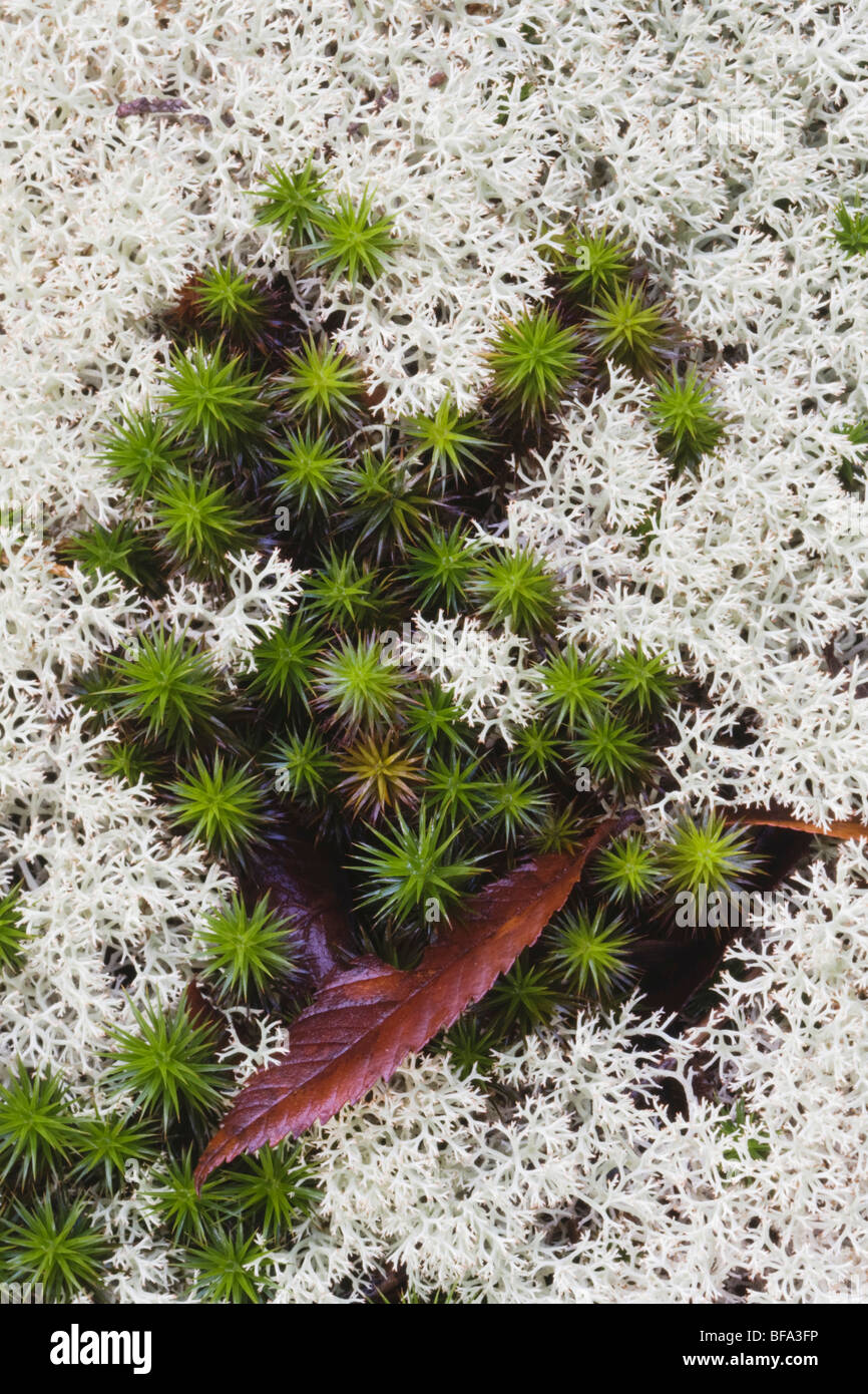 Reindeer lichen (Cladonia rangiferina) and Shining clubmoss , Rolesville Millpond Natural Area, Rolesville, North Carolina, USA Stock Photo
