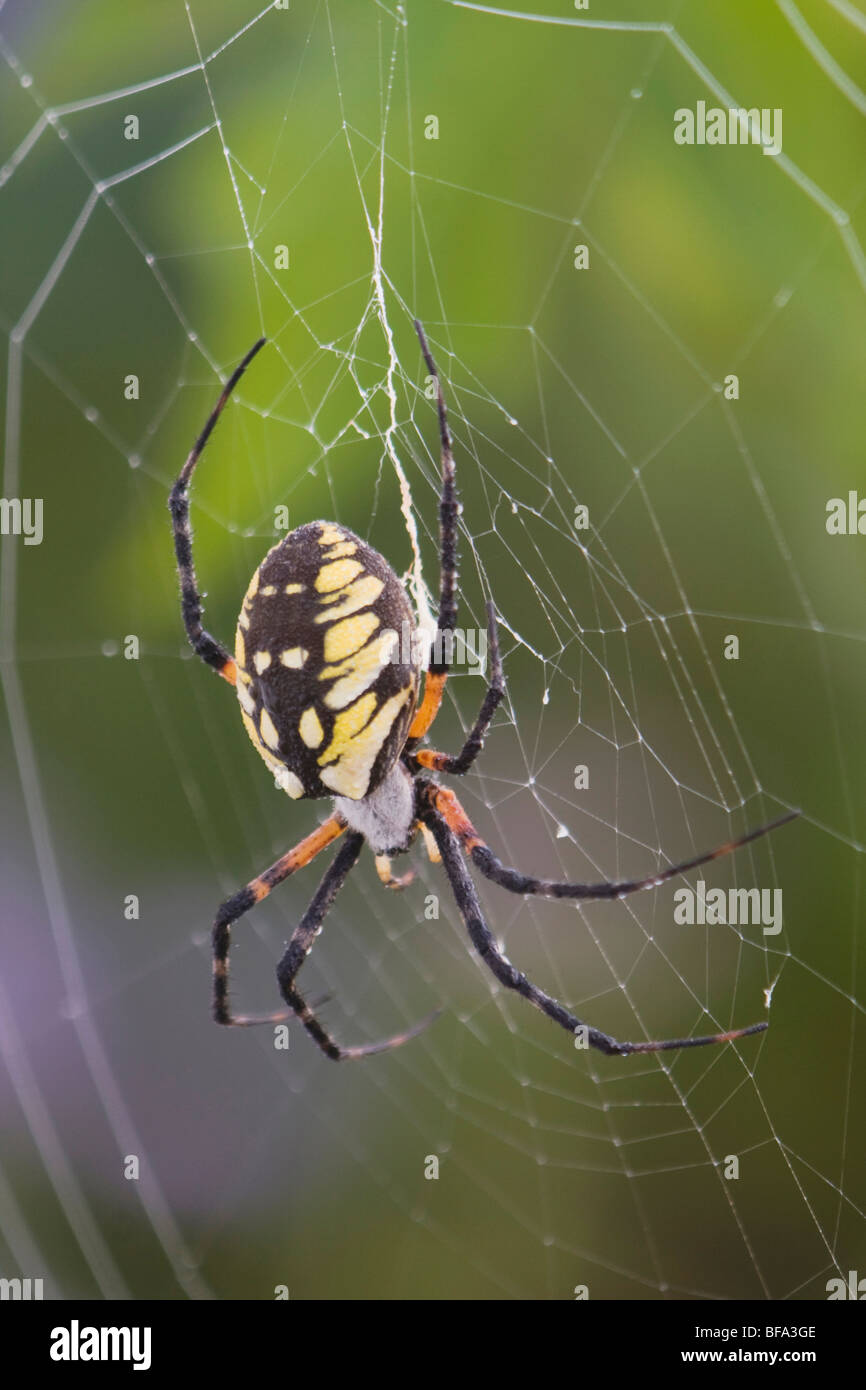 Yellow Garden Spider (Argiope aurantia), adult in web, Lillington, North Carolina, USA Stock Photo