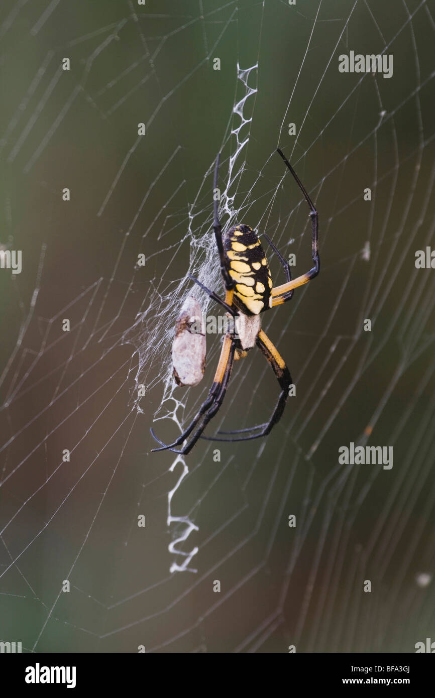 Yellow Garden Spider (Argiope aurantia), adult in web with prey, Lillington, North Carolina, USA Stock Photo