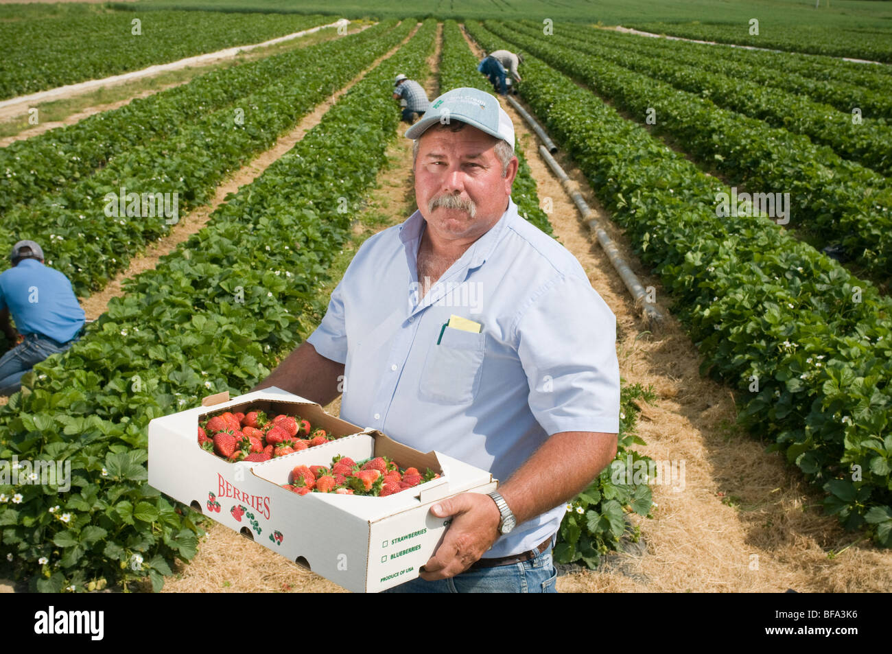 Strawberry farmer Stock Photo Alamy