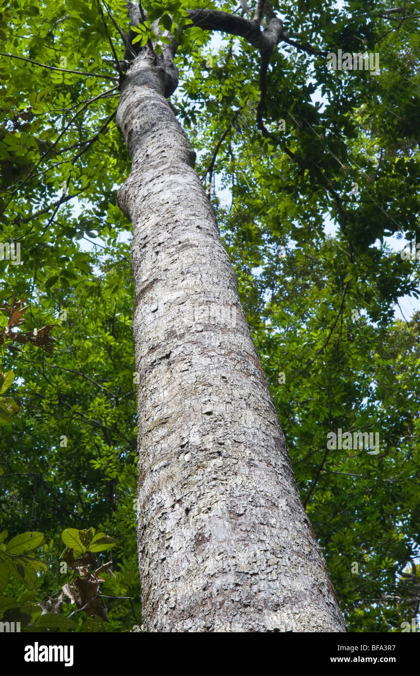 Soft Wallaba or Bootlace tree (Eperua falcata) closeup bark Iwokrama