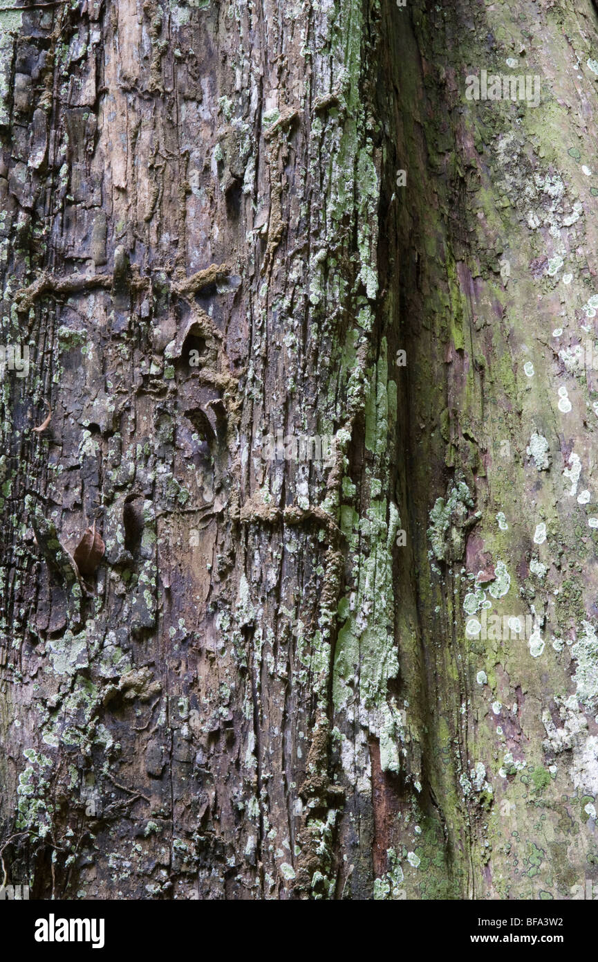 Wadara (Couratari sp.) close-up bark Iwokrama Rainforest Guiana Shield Guyana South America October Stock Photo