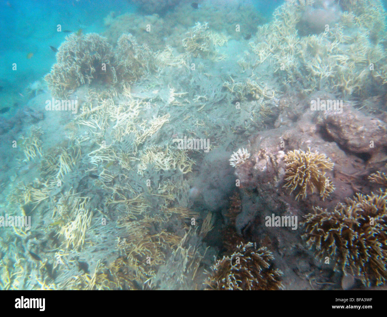 Coral destroyed by boat strike, Whitsunday Islands National Park ...