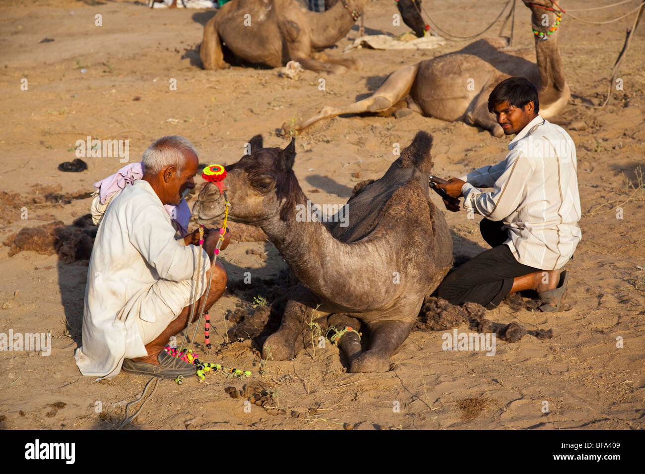 Shearing a camel at the Camel Fair in Pushkar India Stock Photo