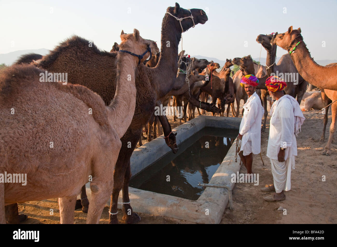 Camels around a watering trough at the Camel Fair in Pushkar India Stock Photo