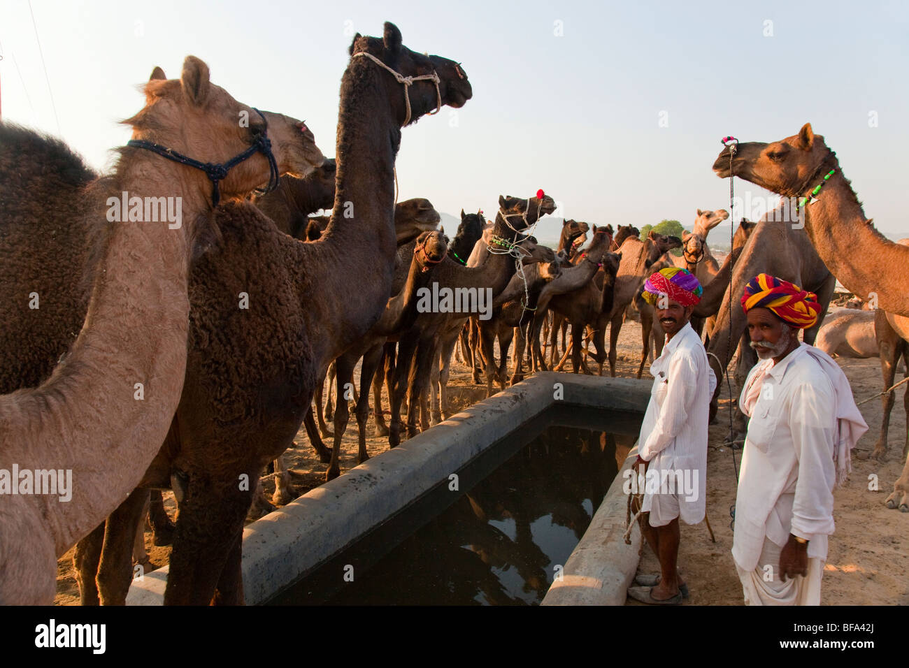 Camels around a watering trough at the Camel Fair in Pushkar India Stock Photo