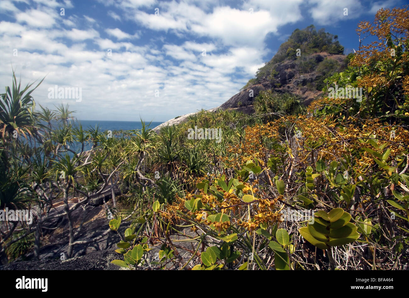 Golden orchids (Dendrobium discolor) and pandanus trees on Russell Island, Frankland Islands National Park, Queensland Stock Photo