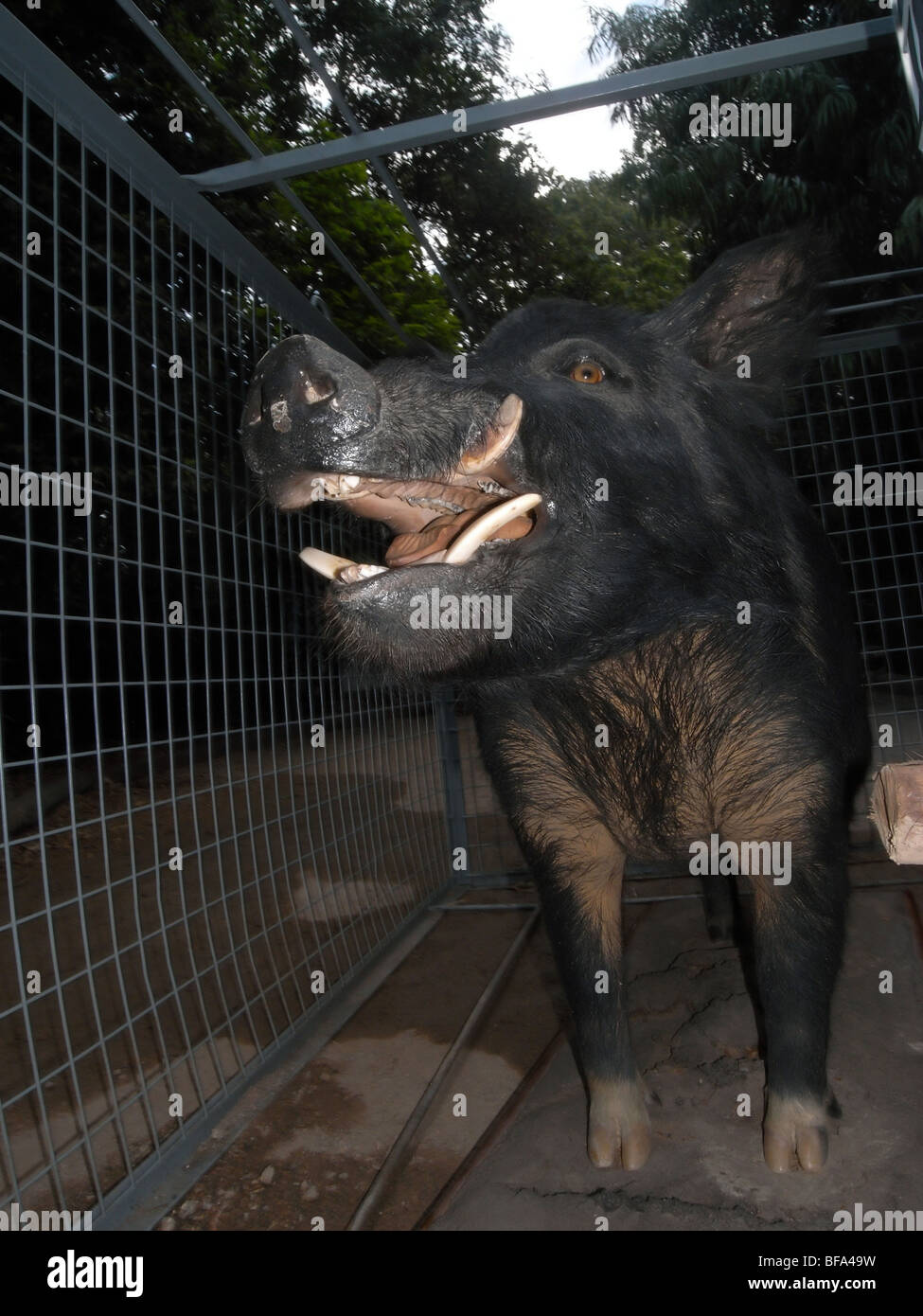 Feral pig (taxidermised) in cage trap, pest animal display, Cairns, north Queensland, Australia Stock Photo