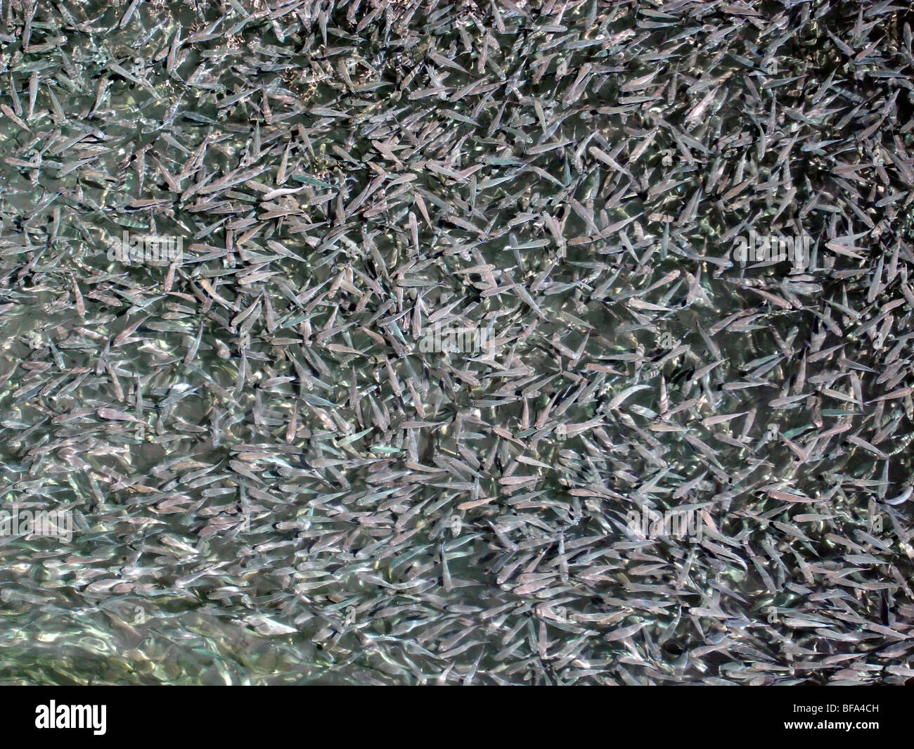 Dense school of mullet in shallow water Stock Photo