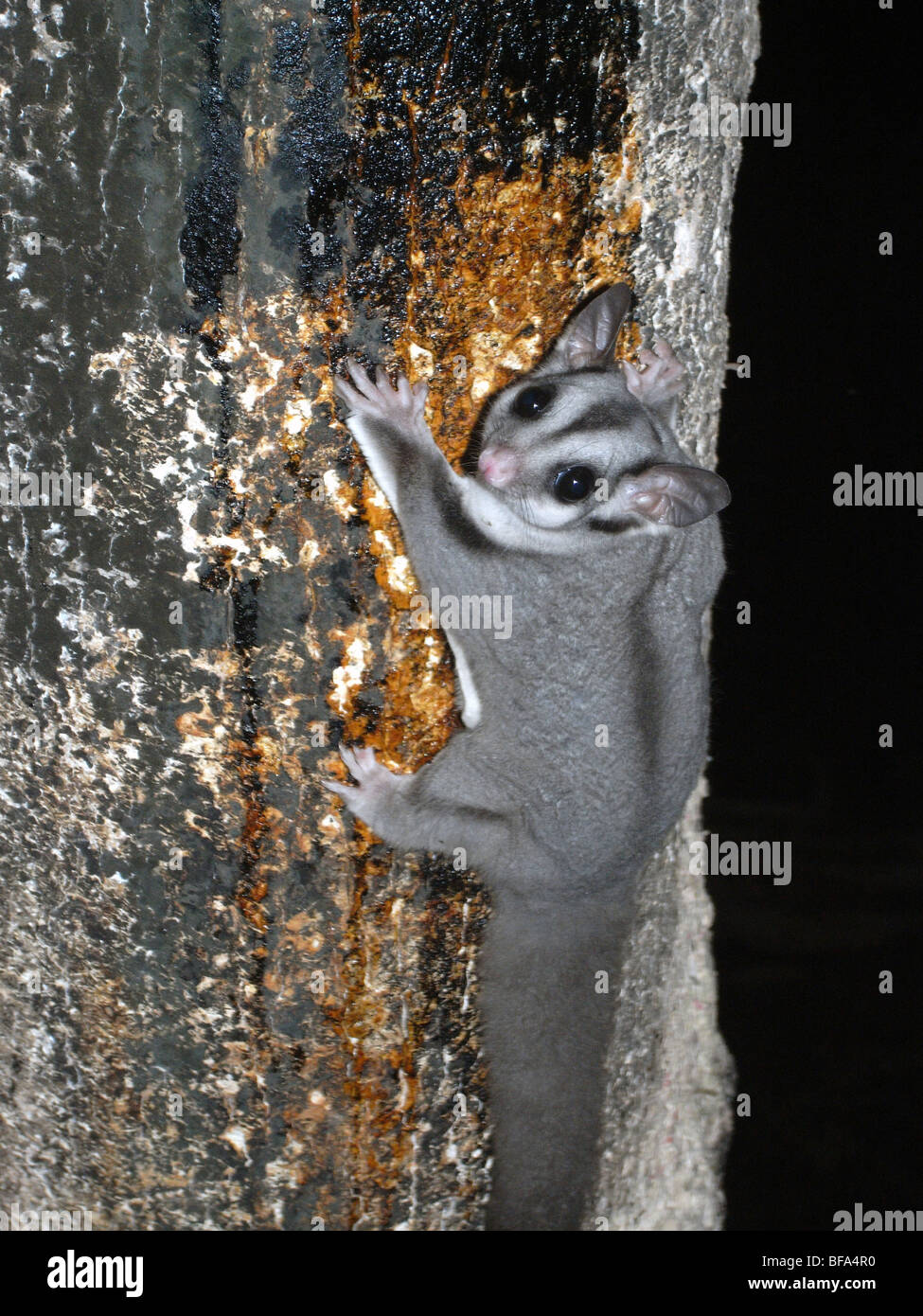Sugar Glider Australia High Resolution Stock Photography and Images - Alamy