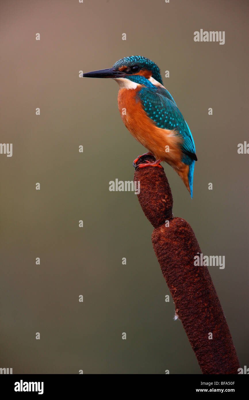 Kingfisher, Alcedo atthis, On bulrush, Worcestershire, Oct 2009 Stock Photo
