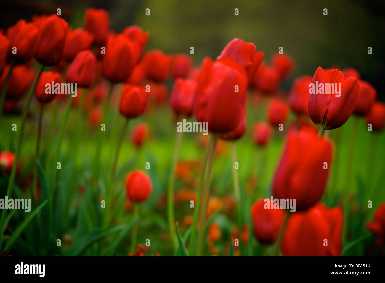 Red tulip flowers shallow dept of field in spring stephens green Dublin