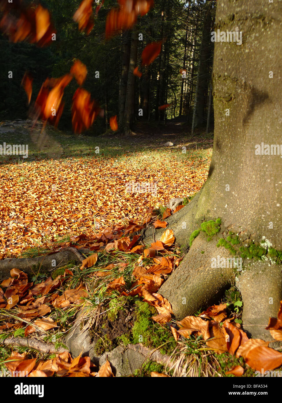 Autumn leafs falling from a tree Stock Photo