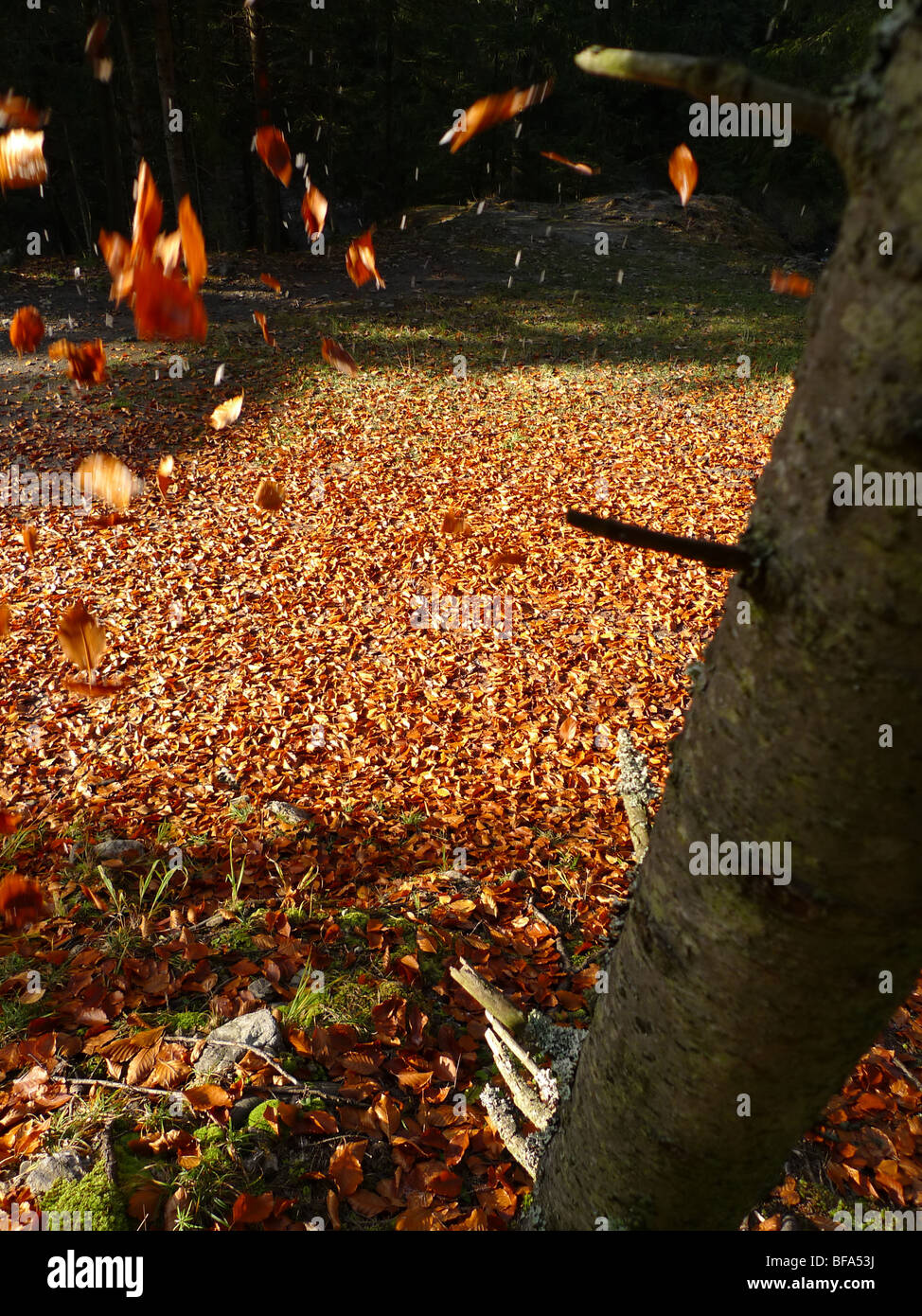 Autumn leaves falling from a tree Stock Photo