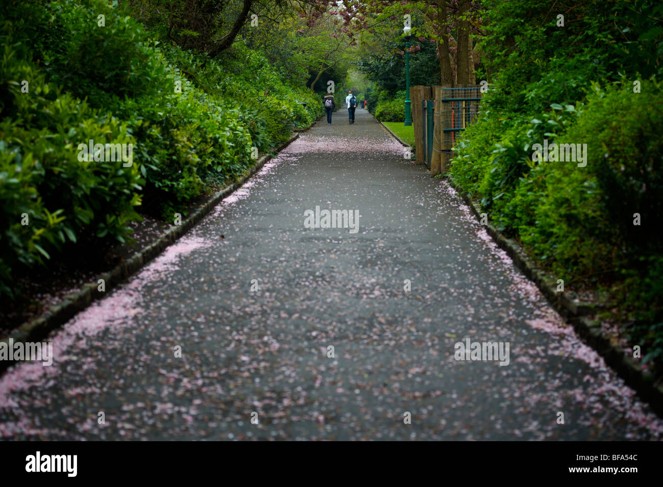 Pepole Walking in Merrion square park dublin with spring time cherry blossom petals on the path Stock Photo