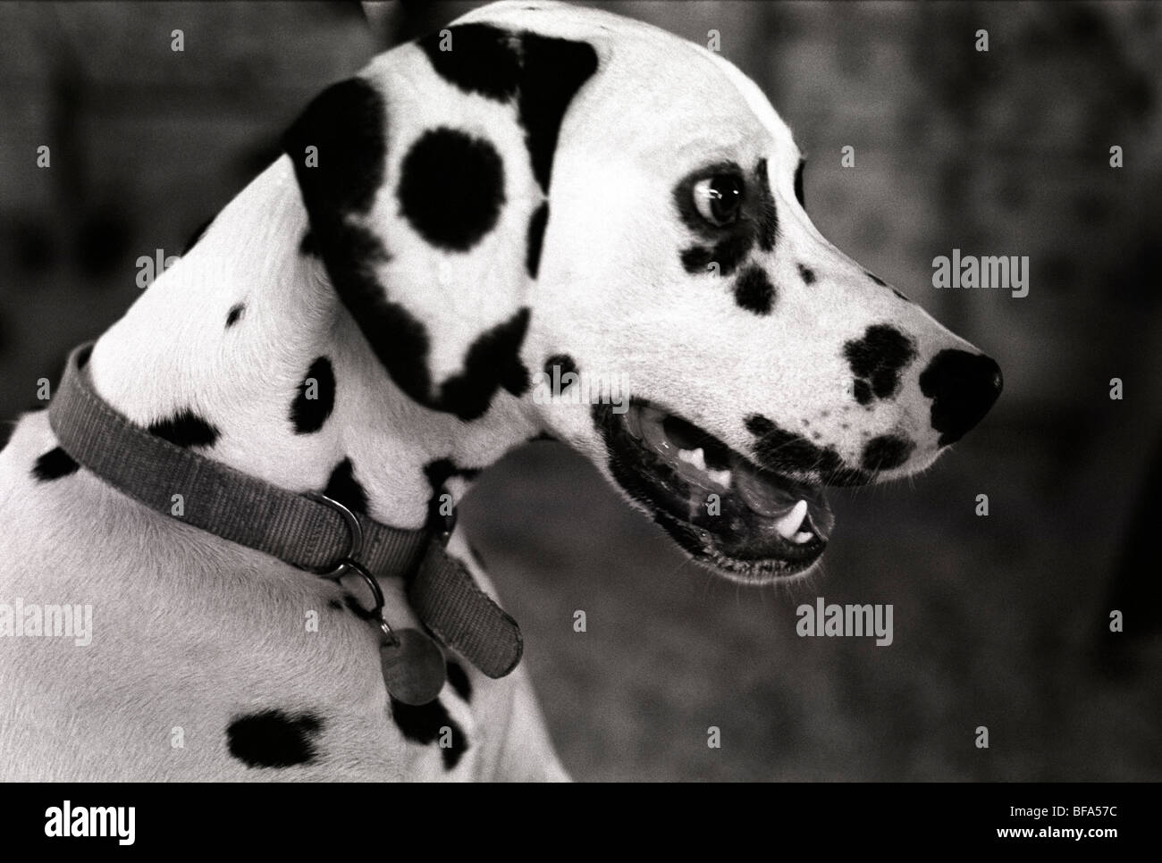 A dalmatian dog at Crufts the UKs premier dog show waiting for a command from its owner competing in the obedience trials Stock Photo
