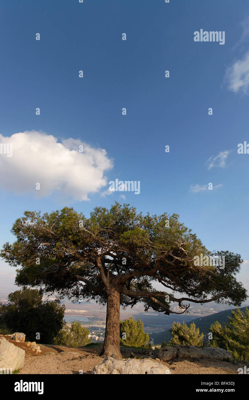 Mount Carmel. A Pine tree overlooking Haifa bay Stock Photo - Alamy